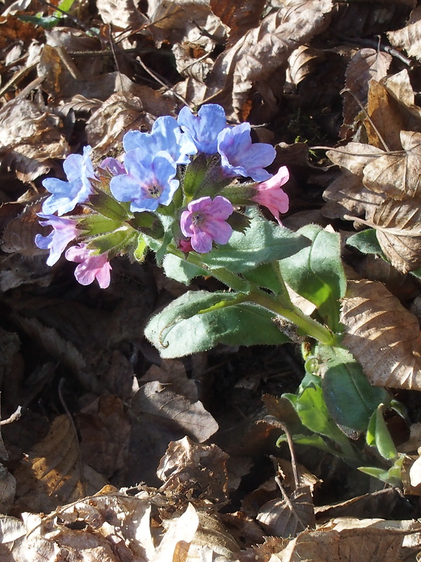 pľúcnik tmavý Pulmonaria obscura Dumort.