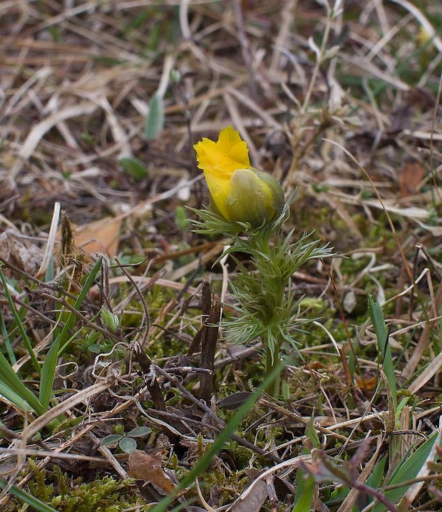 hlaváčik jarný Adonis vernalis L.