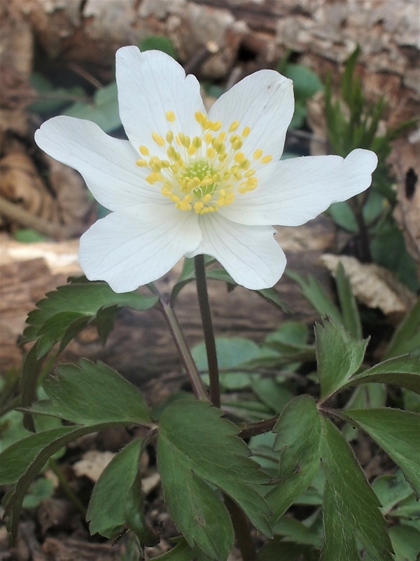 veternica hájna Anemone nemorosa L.