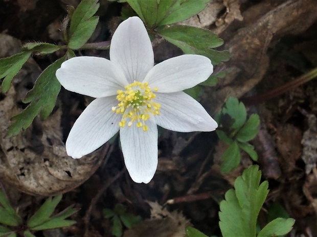 veternica hájna Anemone nemorosa L.