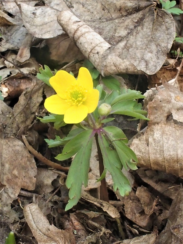 veternica iskerníkovitá Anemone ranunculoides L.