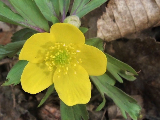 veternica iskerníkovitá Anemone ranunculoides L.