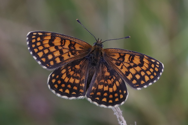 hnedáčik skorocelový Melitaea athalia