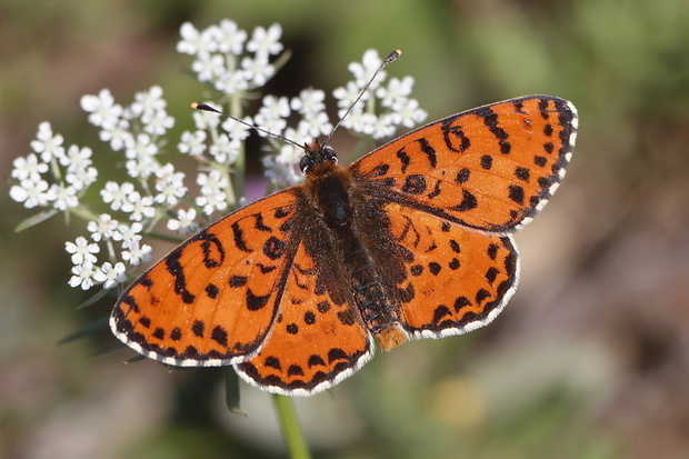 hnedáčik pyštekový Melitaea didyma