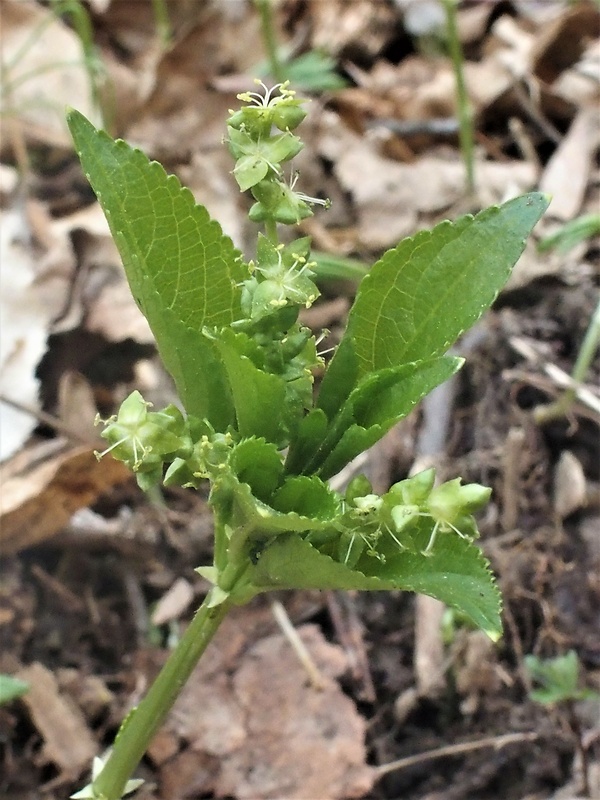 bažanka trváca Mercurialis perennis L.