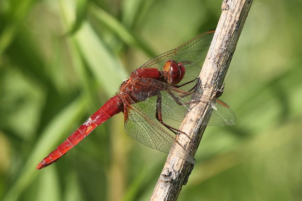 vážka Crocothemis erythraea