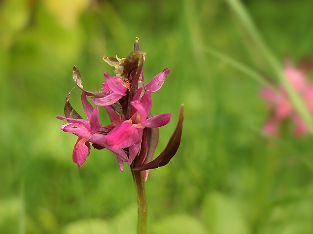 vstavačovec bazový Dactylorhiza sambucina (L.) Soó