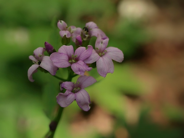 zubačka cibuľkonosná Dentaria bulbifera L.