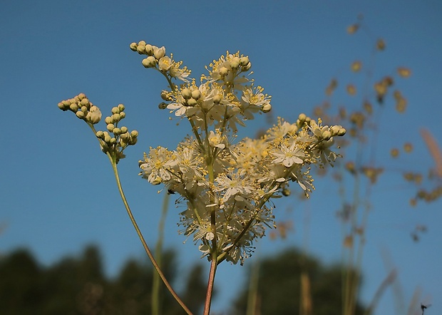 túžobník obyčajný Filipendula vulgaris Moench