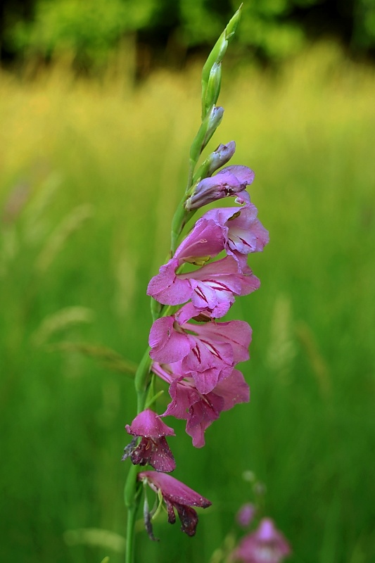 mečík škridlicovitý Gladiolus imbricatus L.