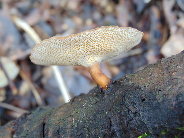 trúdnik zimný Lentinus brumalis (Pers.) Zmitr.