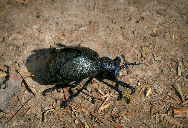 májka obyčajná (sk) / majka obecná (cz) Meloe proscarabaeus (Linnaeus, 1758)