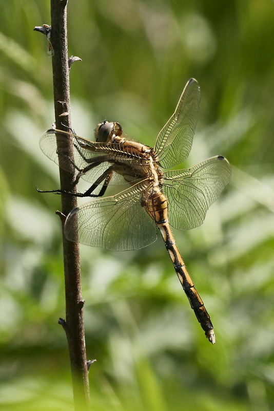 vážka Orthetrum albistylum