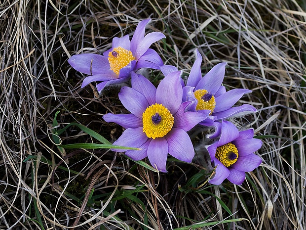 poniklec veľkokvetý Pulsatilla grandis Wender.