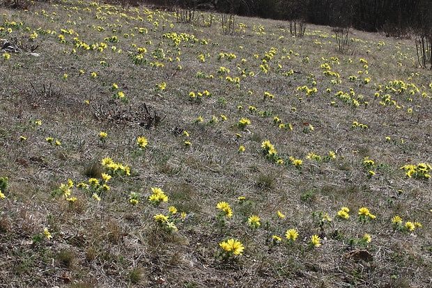 hlaváčik jarný Adonis vernalis L.