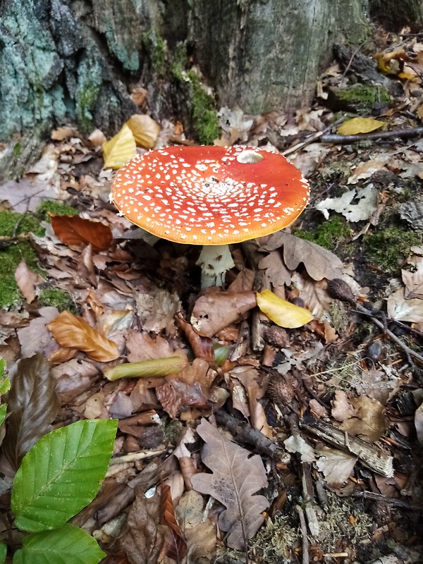 muchotrávka červená Amanita muscaria (L.) Lam.