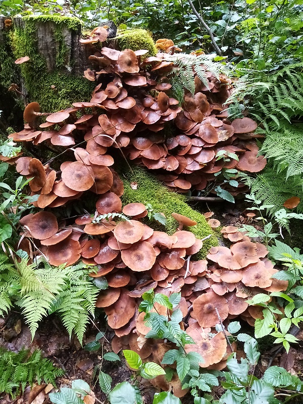 podpňovka obyčajná Armillaria mellea (Vahl) P. Kumm.