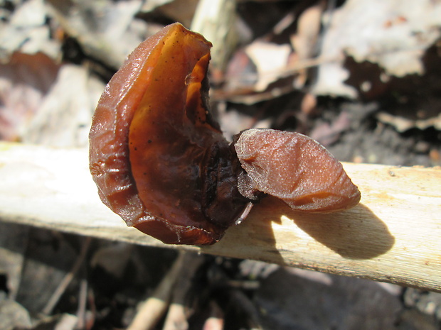 uchovec bazový Auricularia auricula-judae (Bull.) Quél.