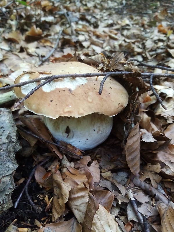 hríb smrekový Boletus edulis Bull.