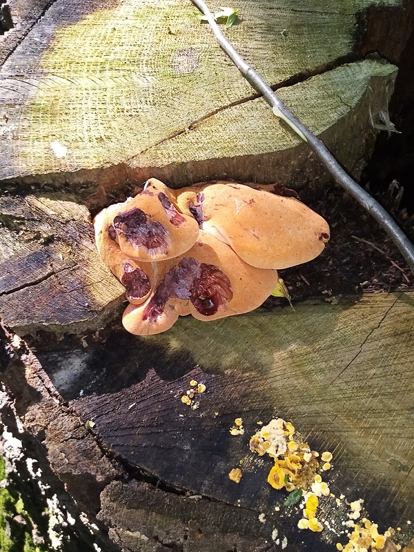 pečeňovec dubový Fistulina hepatica (Schaeff.) With.