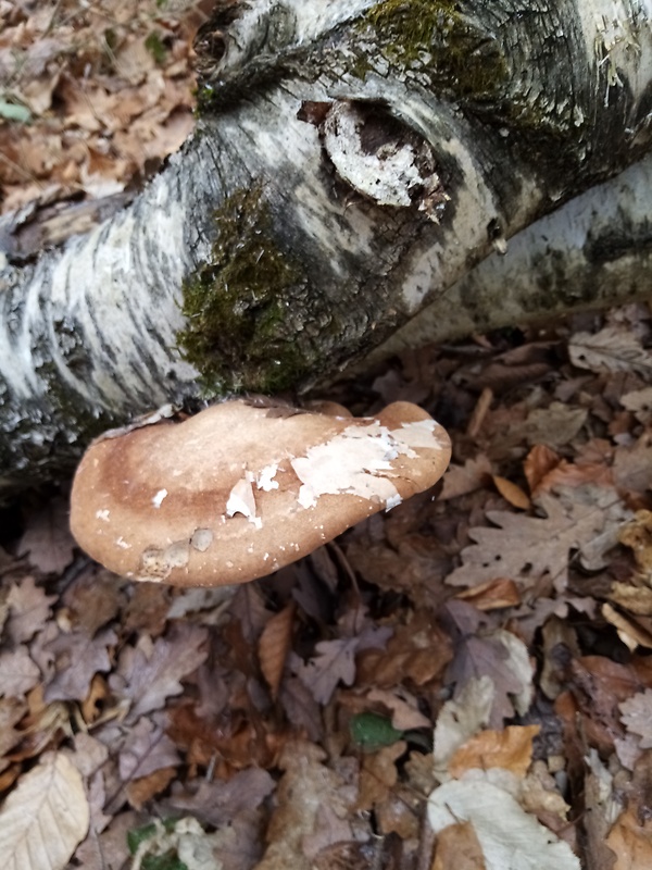 brezovník obyčajný Fomitopsis betulina (Bull.) B.K. Cui, M.L. Han & Y.C. Dai