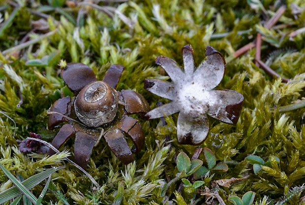 hviezdovka maďarská Geastrum hungaricum Hollós