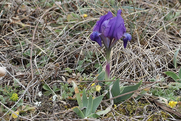 kosatec nízky Iris pumila L.