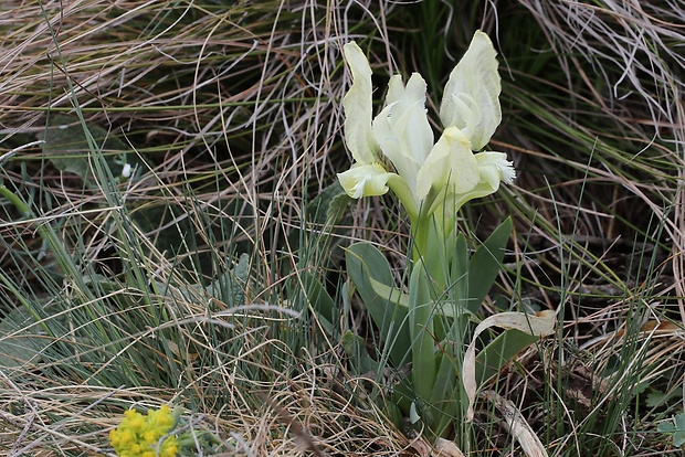 kosatec nízky Iris pumila L.