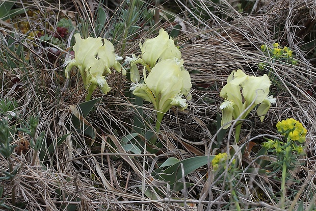 kosatec nízky Iris pumila L.