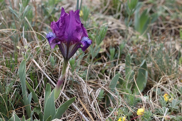 kosatec nízky Iris pumila L.