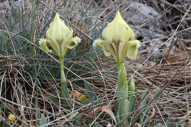 kosatec nízky Iris pumila L.