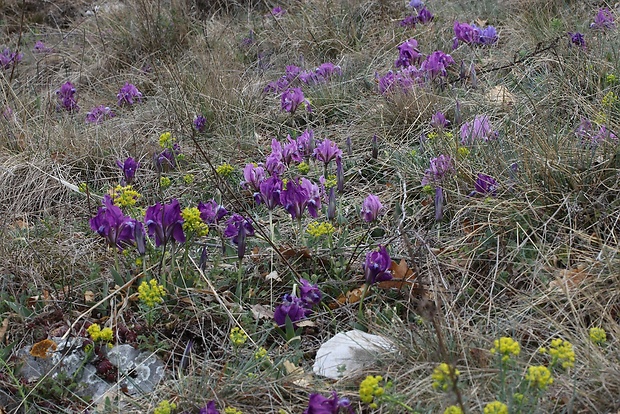 kosatec nízky Iris pumila L.