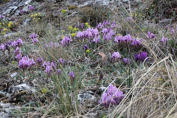 kosatec nízky Iris pumila L.