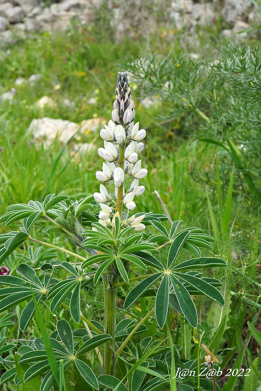 lupina biela Lupinus albus L.