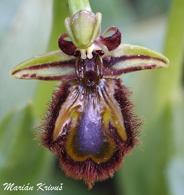 hmyzovník Ophrys speculum Link