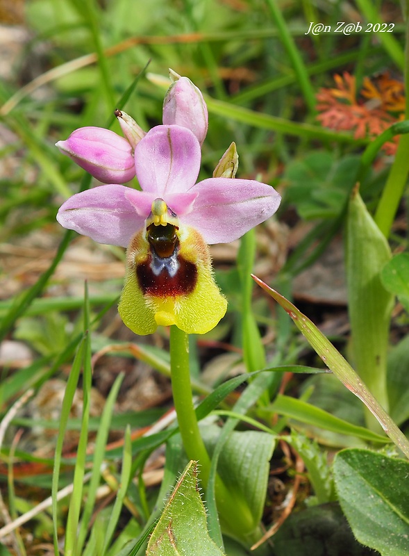 hmyzovník Ophrys tenthredinifera Willd.