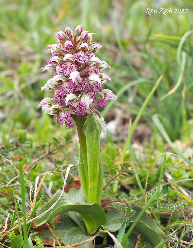 neotinea Orchis lactea Poiret