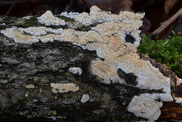 hyfodoncia obyčajná Xylodon raduloides Riebesehl & Langer