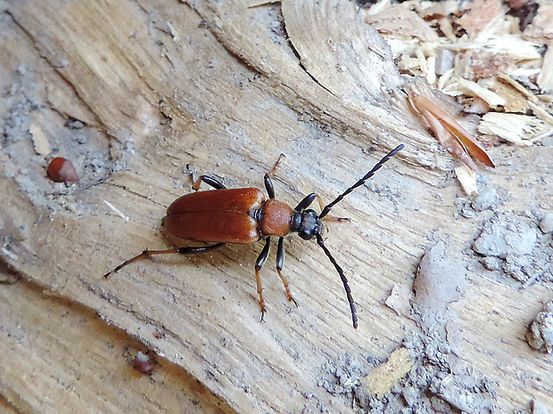 fuzáč obyčajný / tesařík obecný ♀ Stictoleptura rubra Linnaeus, 1758