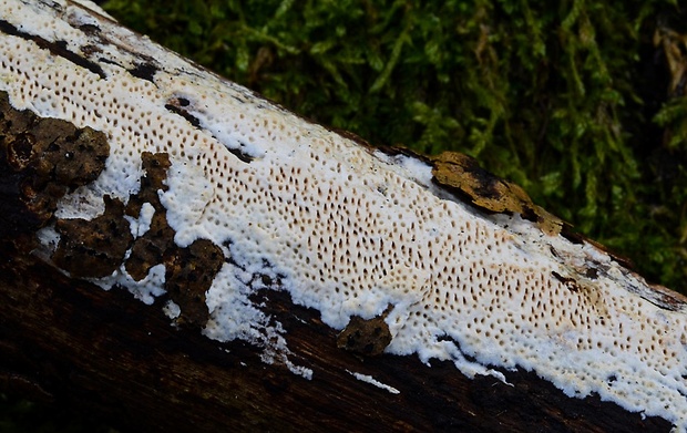 trúdnikovček belavý Antrodia serpens (Fr.) P. Karst.