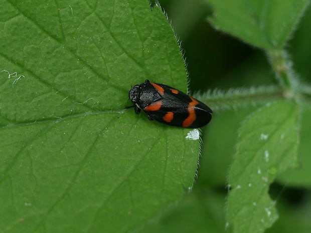 peniarka nížinná Cercopis sanguinolenta