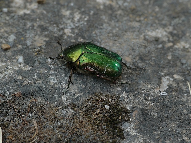 zlatoň obyčajný Cetonia aurata