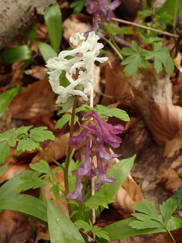 chochlačka Corydalis sp.