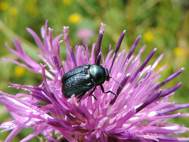 krytohlav / krytohlav hedvábitý Cryptocephalus sericeus Linnaeus, 1758