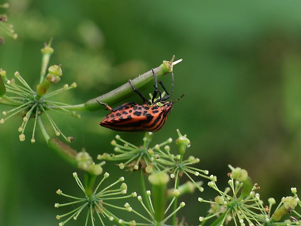 bzdocha pásavá Graphosoma italicum