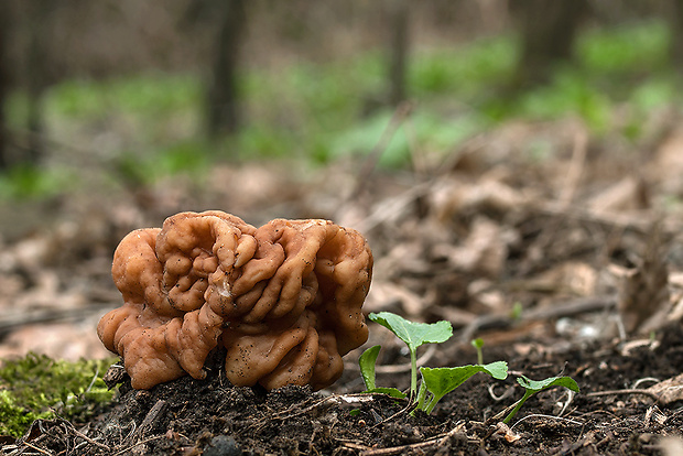 ušiak obrovský Gyromitra gigas (Krombh.) Cooke