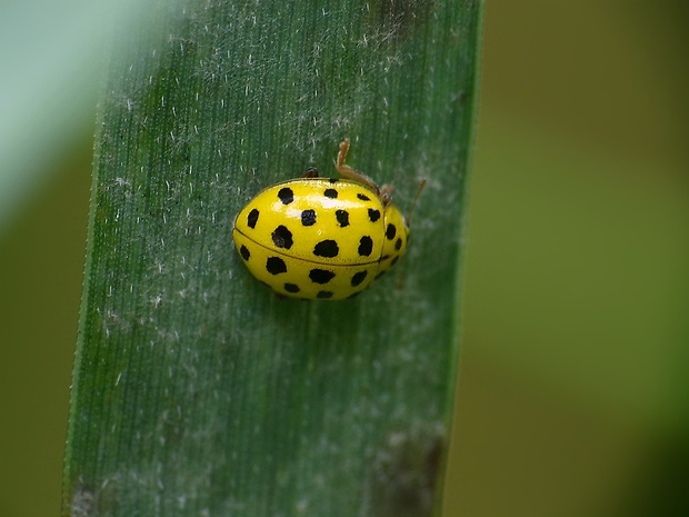 lienka múčnatá Psyllobora vigintiduopunctata