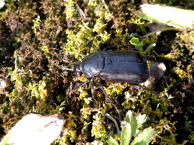 hrobárik čierny / hrobařík černý Nicrophorus humator Gleditsch, 1767