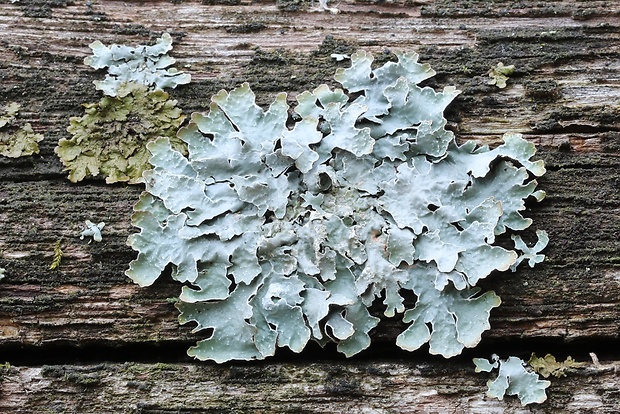 diskovka ryhovaná Parmelia sulcata Taylor