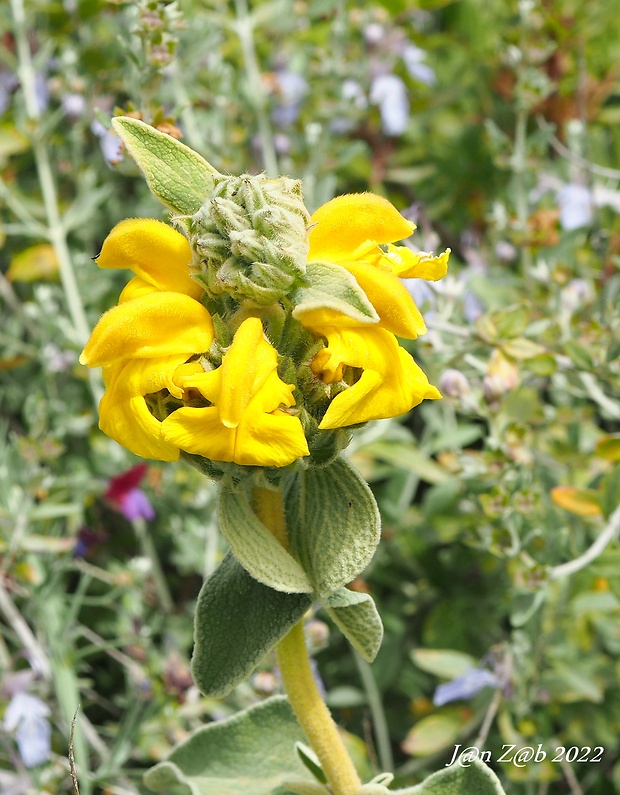 sápa Phlomis fruticosa L.